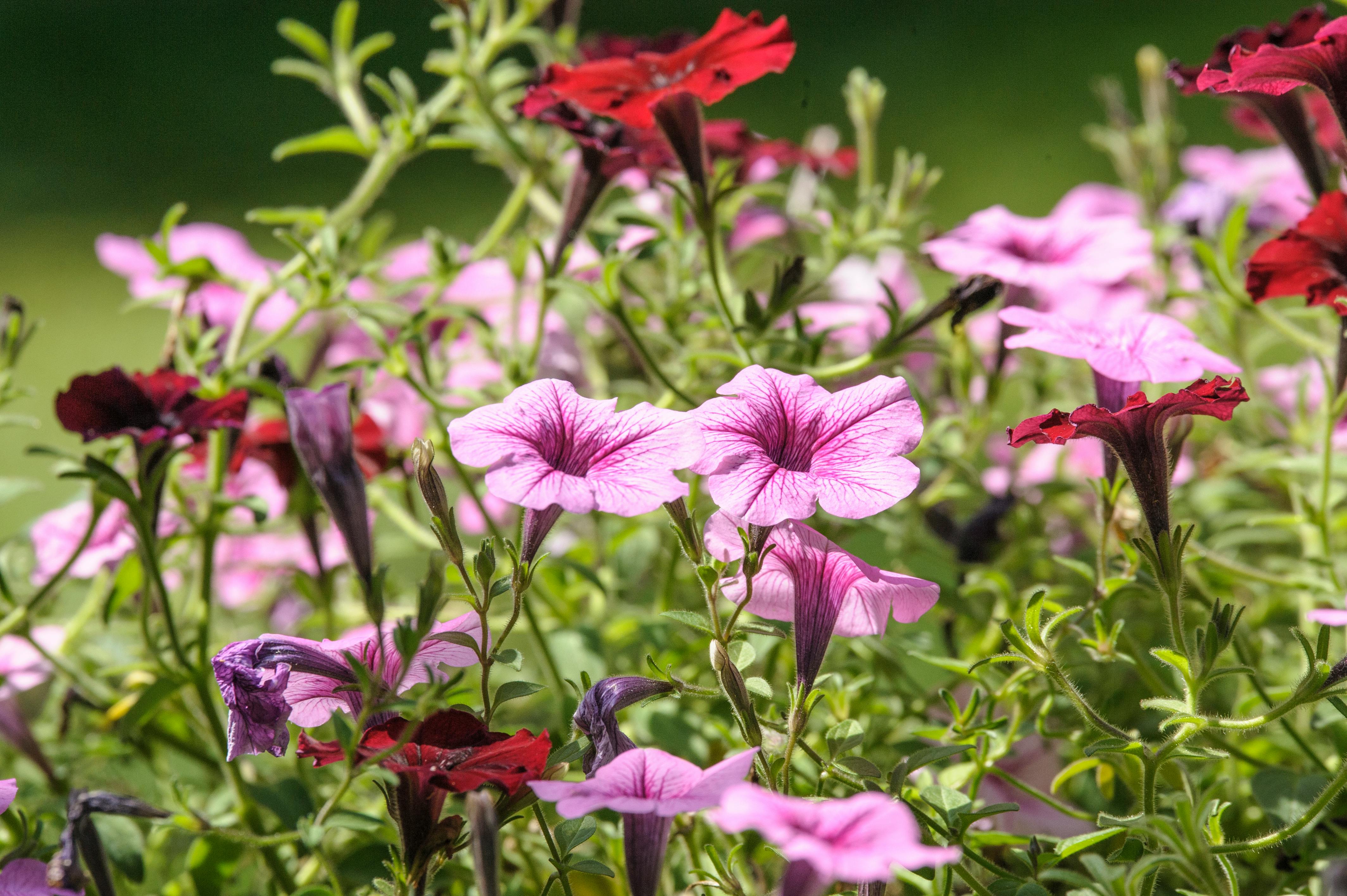 Red Bicycle Country Flowers